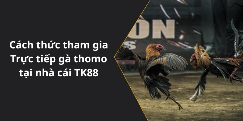 Cách thức tham gia Trực tiếp gà thomo tại nhà cái TK88