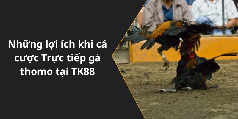 Những lợi ích khi cá cược Trực tiếp gà thomo tại TK88