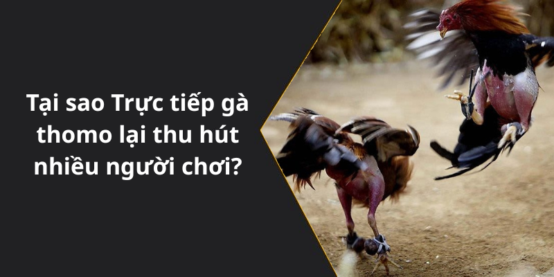 Tại sao Trực tiếp gà thomo lại thu hút nhiều người chơi