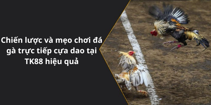 Chiến lược và mẹo chơi đá gà trực tiếp cựa dao tại TK88 hiệu quả