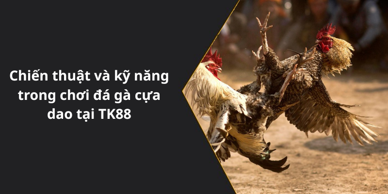 Chiến thuật và kỹ năng trong chơi đá gà cựa dao tại TK88