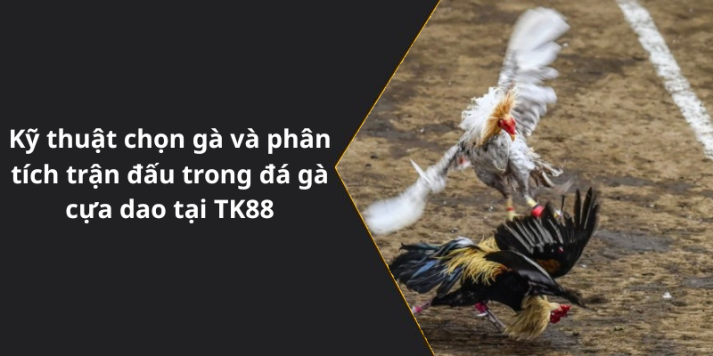 Kỹ thuật chọn gà và phân tích trận đấu trong đá gà cựa dao tại TK88