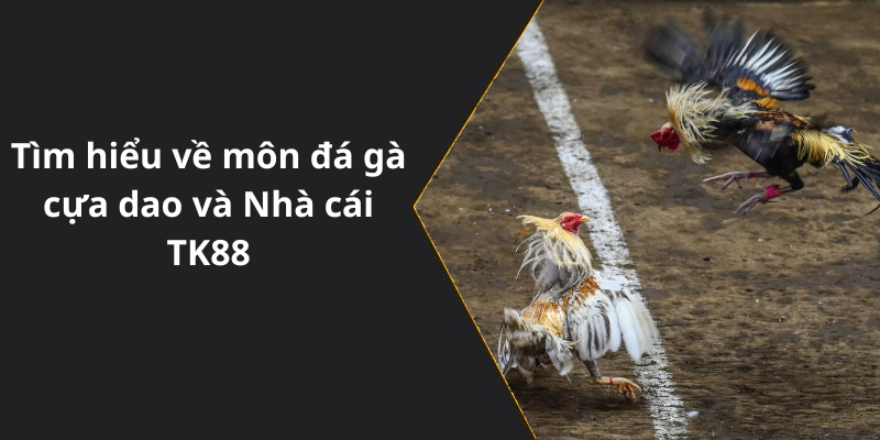 Tìm hiểu về môn đá gà cựa dao và Nhà cái TK88
