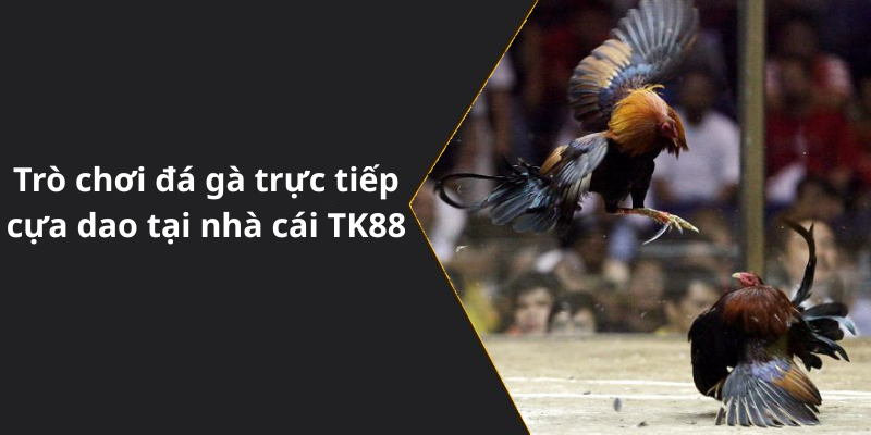 Trò chơi đá gà trực tiếp cựa dao tại nhà cái TK88