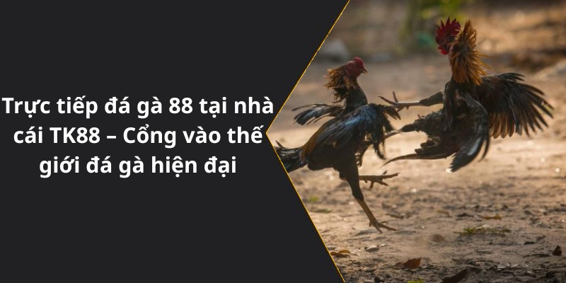 Trực tiếp đá gà 88 tại nhà cái TK88 – Cổng vào thế giới đá gà hiện đại