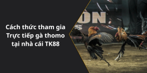 Cách thức tham gia Trực tiếp gà thomo tại nhà cái TK88