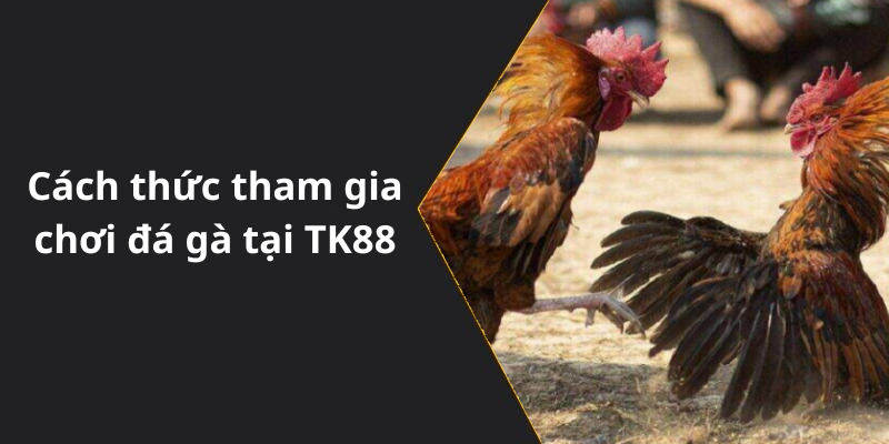 Cách thức tham gia chơi đá gà tại TK88