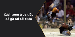 Cách xem trực tiếp đá gà tại cái tk88