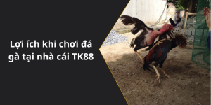 Lợi ích khi chơi đá gà tại nhà cái TK88