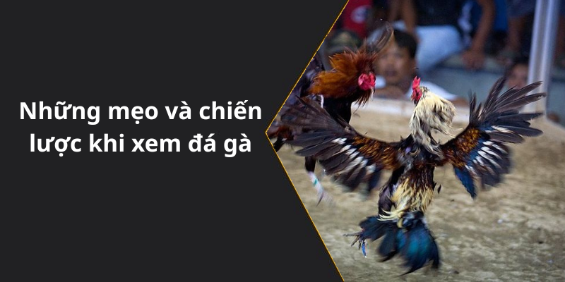 Những mẹo và chiến lược khi xem đá gà
