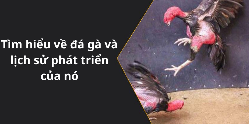 Tìm hiểu về đá gà và lịch sử phát triển của nó