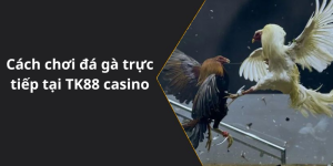 Cách chơi đá gà trực tiếp tại TK88 casino