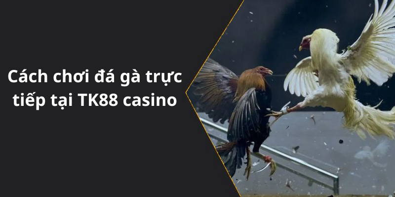 Cách chơi đá gà trực tiếp tại TK88 casino