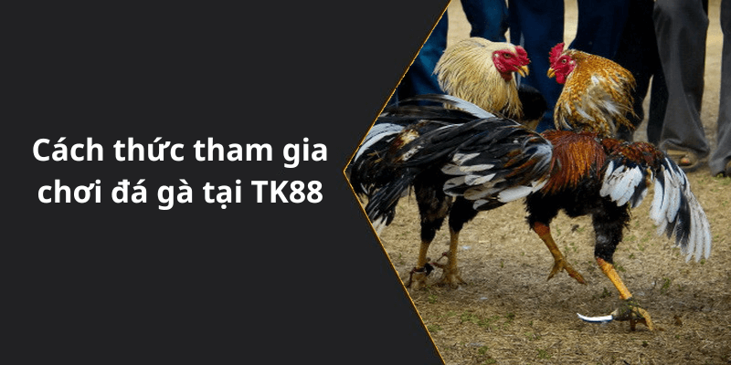 Cách thức tham gia chơi đá gà tại TK88