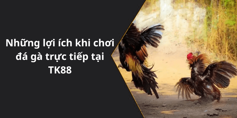 Những lợi ích khi chơi đá gà trực tiếp tại TK88